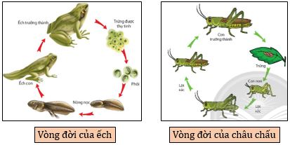 Một số loài động vật phát triển qua biến thái