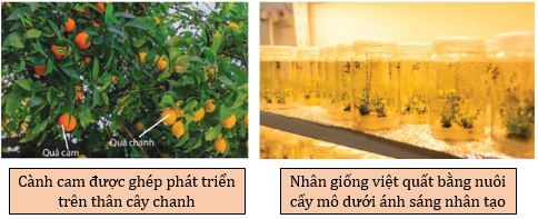 Một số phương pháp nhân giống vô tính ở thực vật