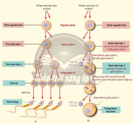 Qúa trình hình thành tinh trùng (a) và trứng (b)