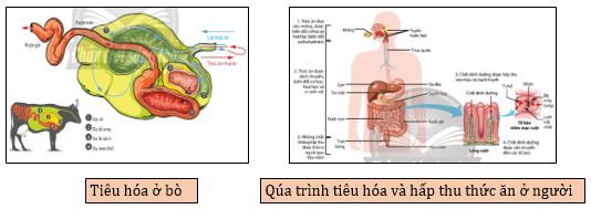 Qúa trình tiêu hóa ở một số nhóm động vật có ống tiêu hóa