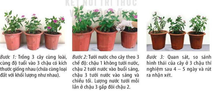 Quy trình thực hành tưới nước chăm sóc cây