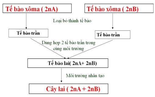 Quy trình tạo giống mới bằng phương pháp dung hợp tế bào trần