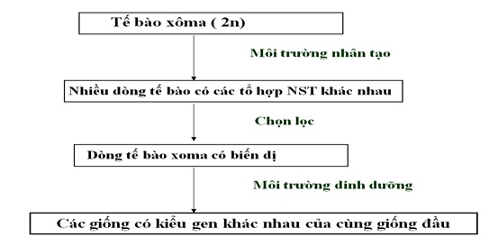 Quy trình tạo giống mới từ chọn dòng tế bào xôma có biến dị