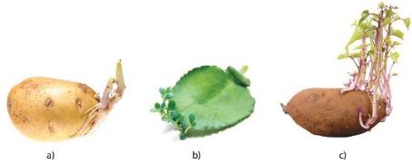 Sinh sản từ thân củ khoai tây (a), từ lá ở cây thuốc bông (b) và từ rễ củ ở khoai lang (c)