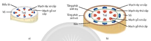 Sinh trường sơ cấp (a) và sinh trưởng thứ cấp (b) ở thân cây Hai lá mầm