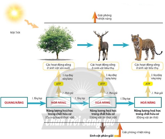 Sơ đồ chuyển hóa năng lượng trong sinh giới