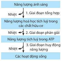 Sơ đồ chuyển hoá năng lượng trong sinh giới