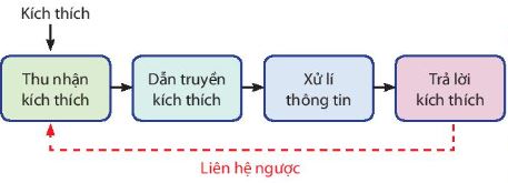 Sơ đồ cơ chế cảm ứng ở sinh vật