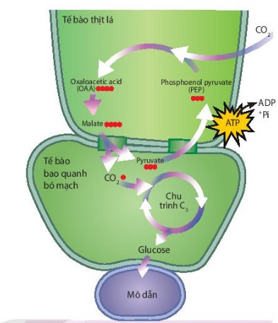 Sơ đồ con đường C4