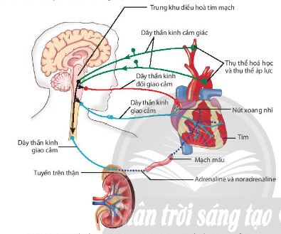 Sơ đồ điều hoà hoạt động tim mạch theo cơ chế thần kinh và thể dịch