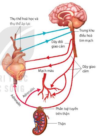 Sơ đồ điều hoà thần kinh và thể dịch đối với tuần hoàn máu