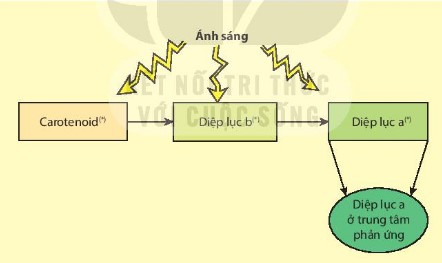 Sơ đồ hấp thụ và truyền năng lượng ánh sáng giữa các sắc tố quang hợp