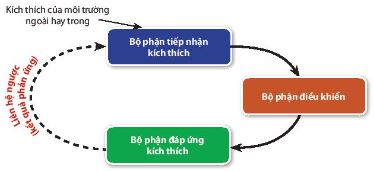 Sơ đồ mô tả cơ chế điều hoà cân bằng nội môi