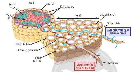 Sơ đồ quá trình hấp thụ, vận chuyển nước và khoáng ở rễ