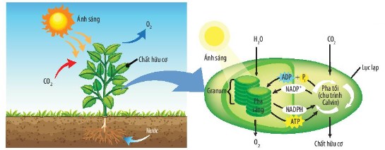 Sơ đồ quang hợp ở thực vật