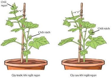 Sự phát triển chồi nách sau khi ngắt ngọn ở cây bầu, bí
