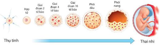 Sự phát triển của con người giai đoạn trước sinh