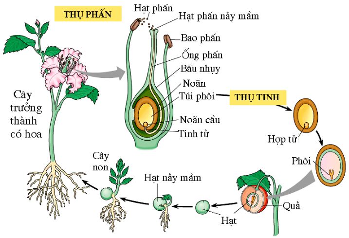 Sự phát triển ở thực vật có hoa