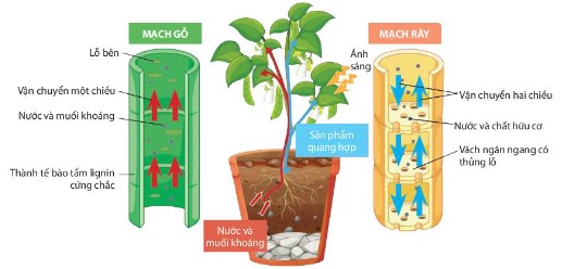 Sụ vận chuyển các chất trong cây