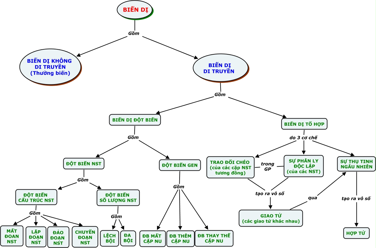 Sơ đồ các dạng biến dị