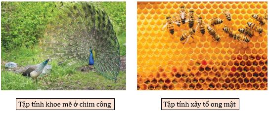 Tập tính ở động vật