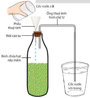 Thí nghiệm chứng minh quá trình hô hấp thải CO2