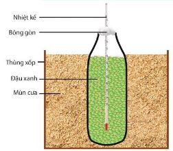 Thí nghiệm chứng minh quá trình hô hấp tỏa nhiệt