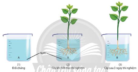 Thí nghiệm chứng minh sự hút nước ở rễ