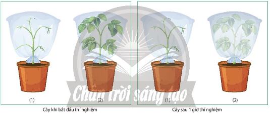 Thí nghiệm chứng mình sự thoát hơi nước ở lá