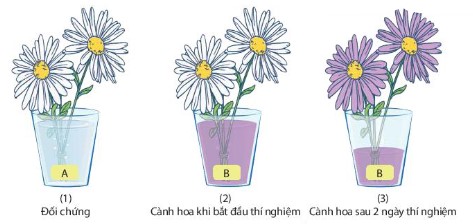 Thí nghiệm chứng minh sự vận chuyển nước trong thân