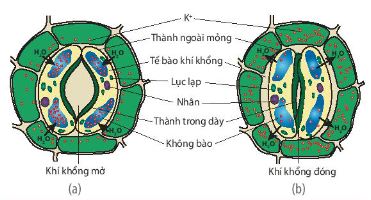 Thoát hơi nước qua khí khổng trên bề mặt lá