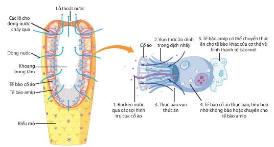 Tiêu hóa nội bào ở bọt biển