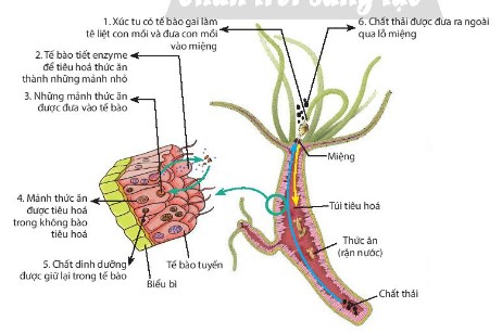 Tiêu hoá thức ăn trong túi tiêu hoá ở thủy tức