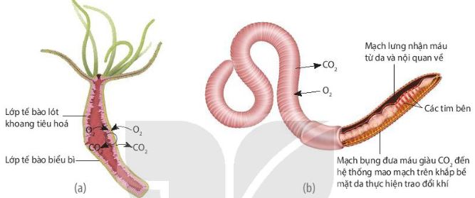 Trao đổi khí qua bể mặt cơ thể ở thủy tức và ở giun đất