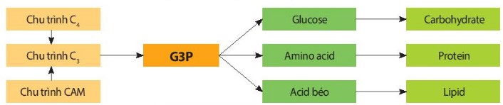 Vai trò của sản phẩm quang hợp