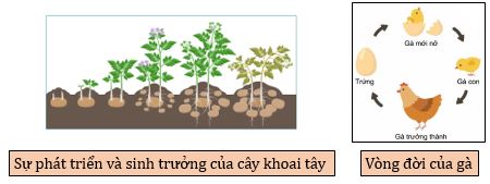 Vai trò của trao đổi chất và chuyển hóa năng lượng