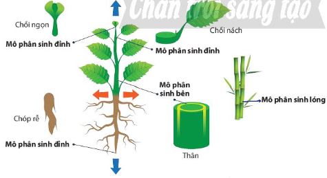 Vị trí các loại mô phân sinh trong cơ thể thực vật