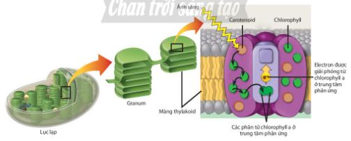 Vị trí và vai trò của hệ sắc tố quang hợp