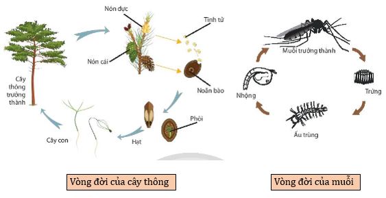 Vòng đời của sinh vật