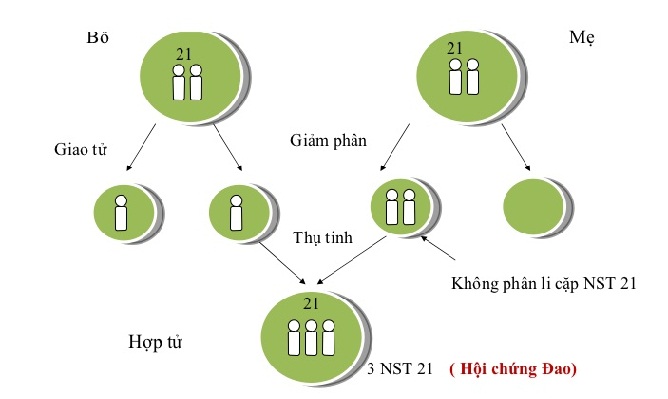 Cơ chế hình thành bệnh Đao