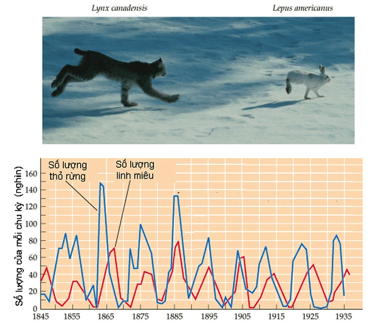 Đồ thị biến động số lượng của thỏ rừng và linh miêu