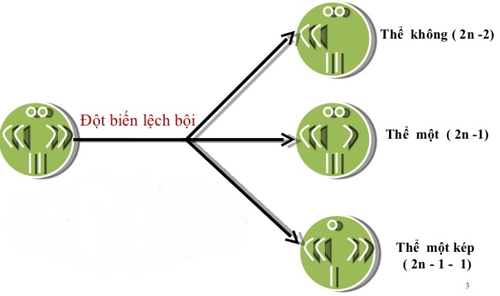 Cơ chế hình thành các dạng đột biến lệch bội