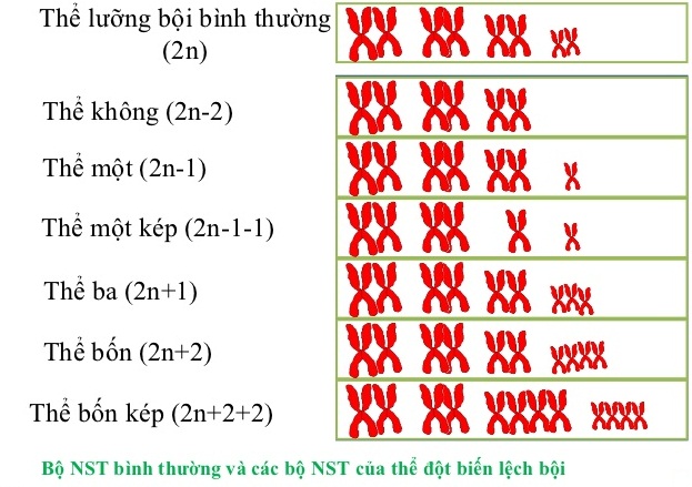 Các dạng đột biến lệch bội thường gặp