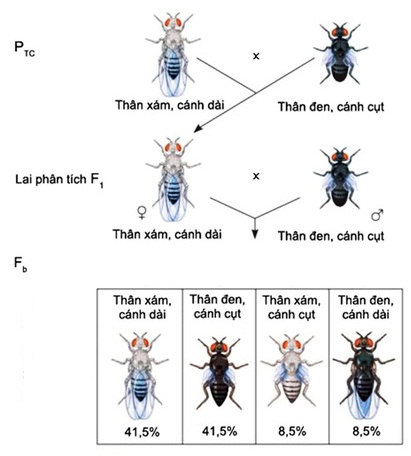 Phép lai phân tích ruồi giấm cái F1