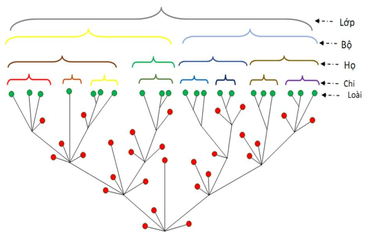 Cách thức phân loại các cấp tổ chức trên loài