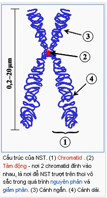 Cấu trúc hiển vi của NST