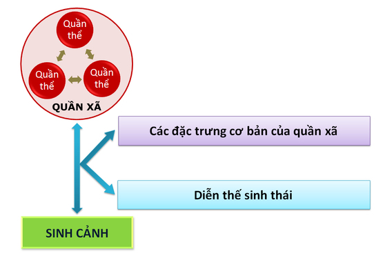 Sơ đồ cấu trúc của quần xã