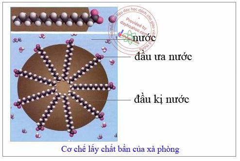 Cơ chế tẩy rửa của xà phòng