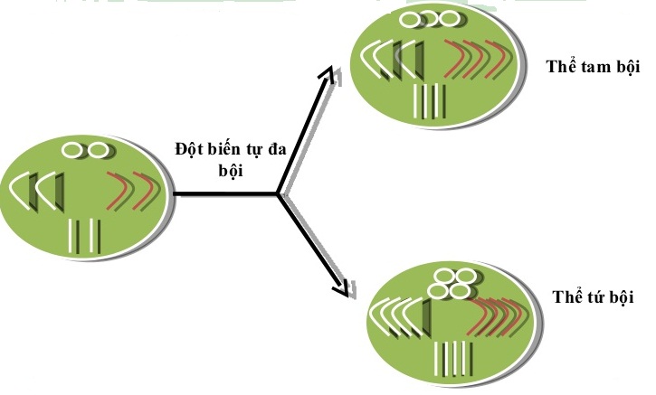 Cơ chế phát sinh đột biến tự đa bội