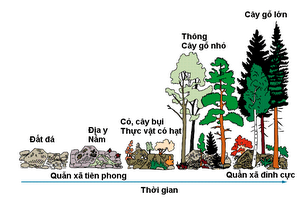 Diễn biến sinh thái hình thành rừng cây gỗ lớn